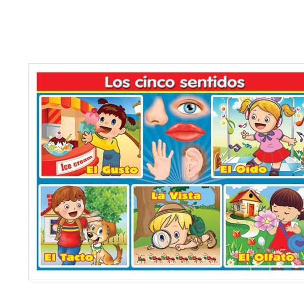 POSTER DID. 70X50CM. CINCO SENTIDOS GRANM. PZA